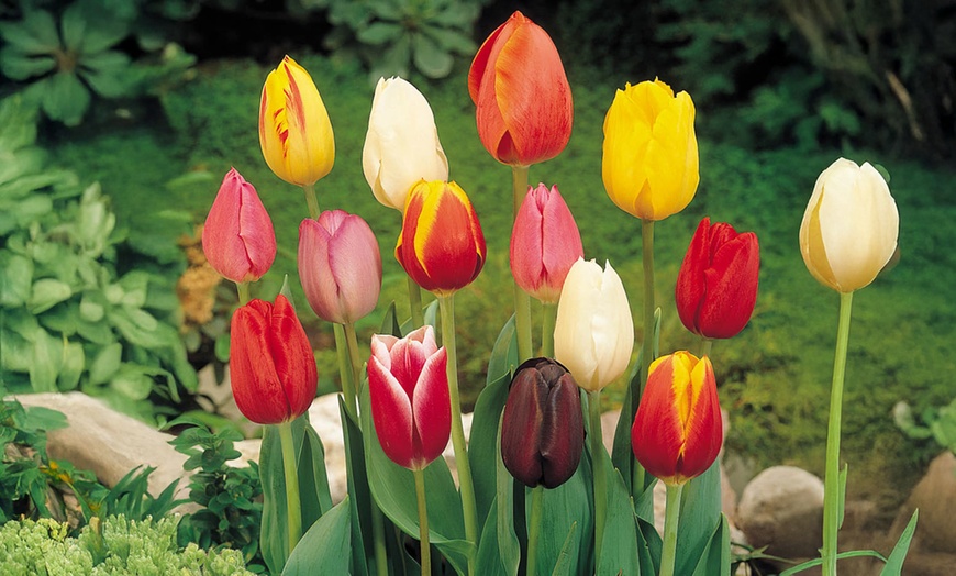 Image 1: 15 or 30 Triumph Tulip Mixed Bulbs for Spring Gardens 