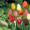 Image 1: 15 or 30 Triumph Tulip Mixed Bulbs for Spring Gardens 