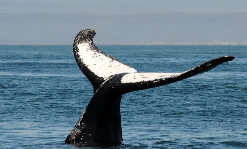 Image 4: 2.5-Hour Whale Watching Tour for One Child, or One, Two,/ Four Adults
