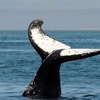 Image 4: 2.5-Hour Whale Watching Tour for One Child, or One, Two,/ Four Adults