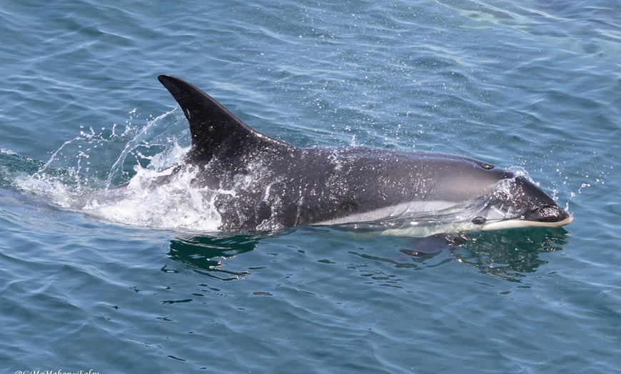 Image 17: Whale Watching Tour | Guaranteed Sightings | Cape Ann 