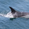 Image 17: Whale Watching Tour | Guaranteed Sightings | Cape Ann 