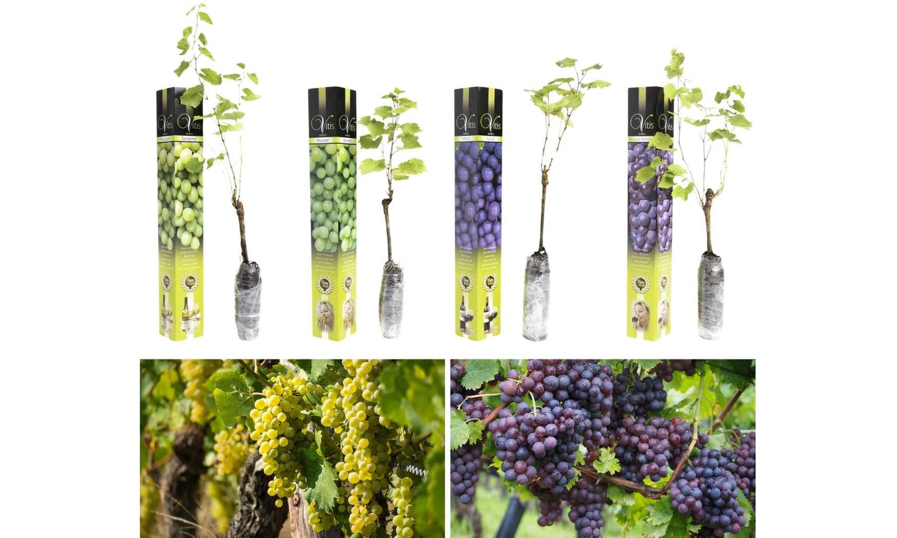 2x oder 4x Set-Traubenpflanzen „Vitis Vinifera“
