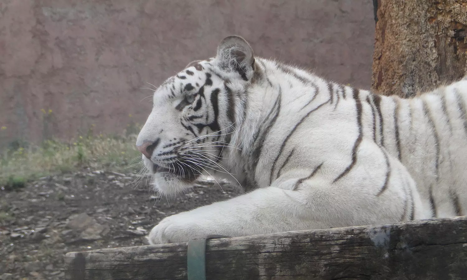 Parc Zoologique de Fréjus : au cœur de la biodiversité méditerranéenne