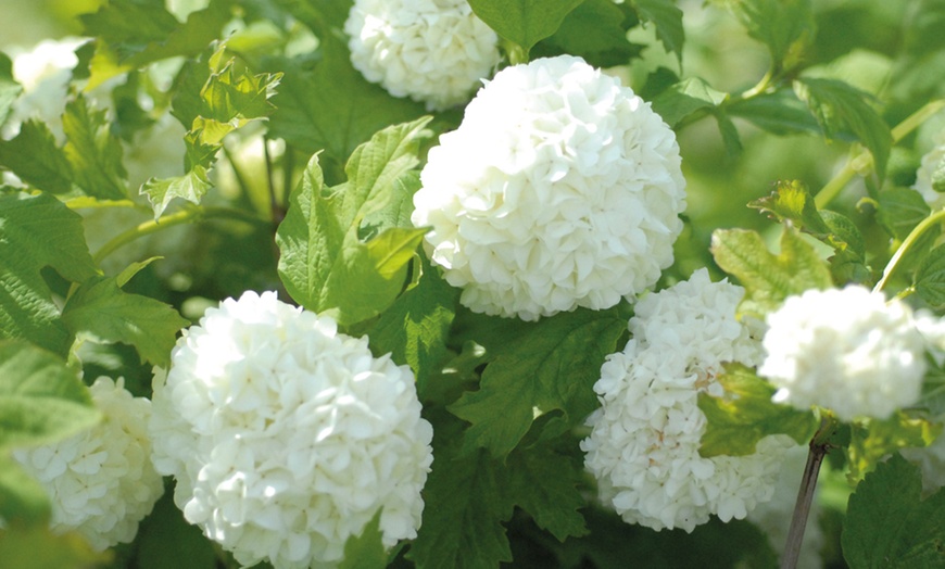 Image 16: Potted Viburnum Hardy Shrubs