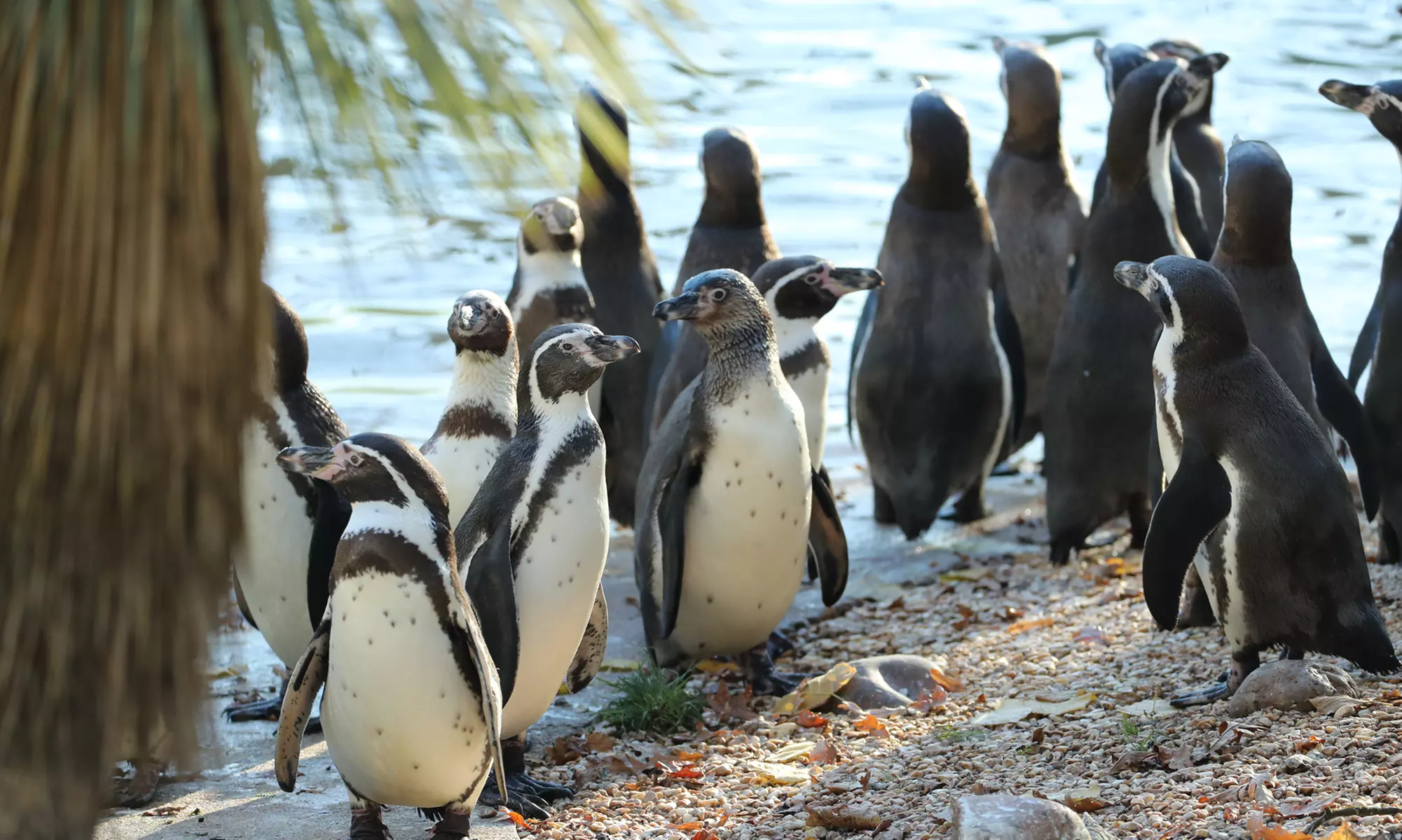 ZooParc de Beauval : 1 ou 2 jours pour un tour du monde animal