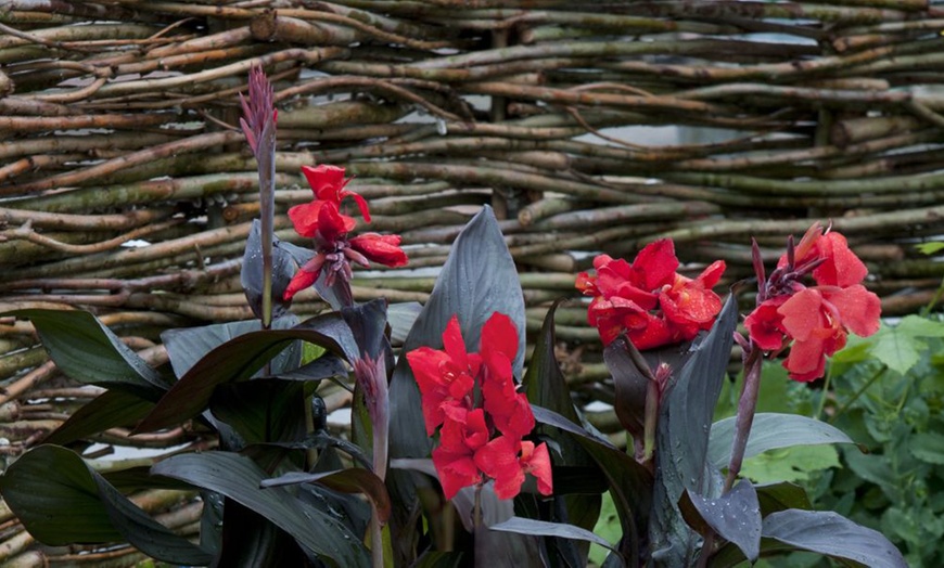 Image 3: Canna Cannova Bronze Orange or Scarlet Potted Plants