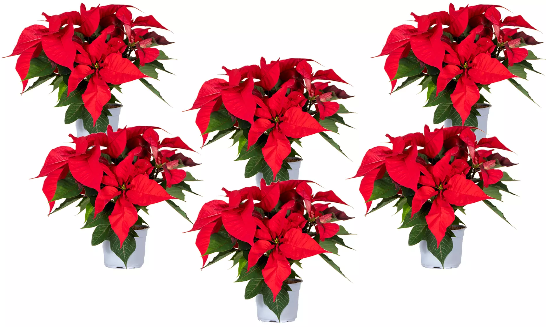 3x oder 6x Weihnachtsstern