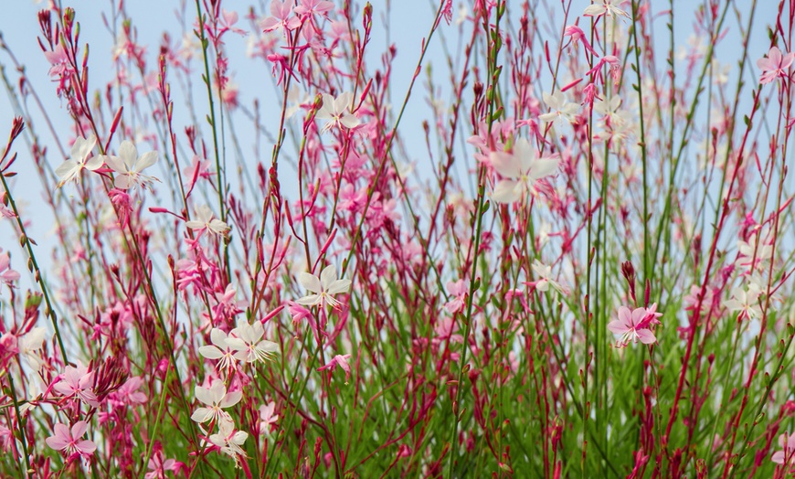 Image 3: Pack de bordure NatureNest 'Luna'