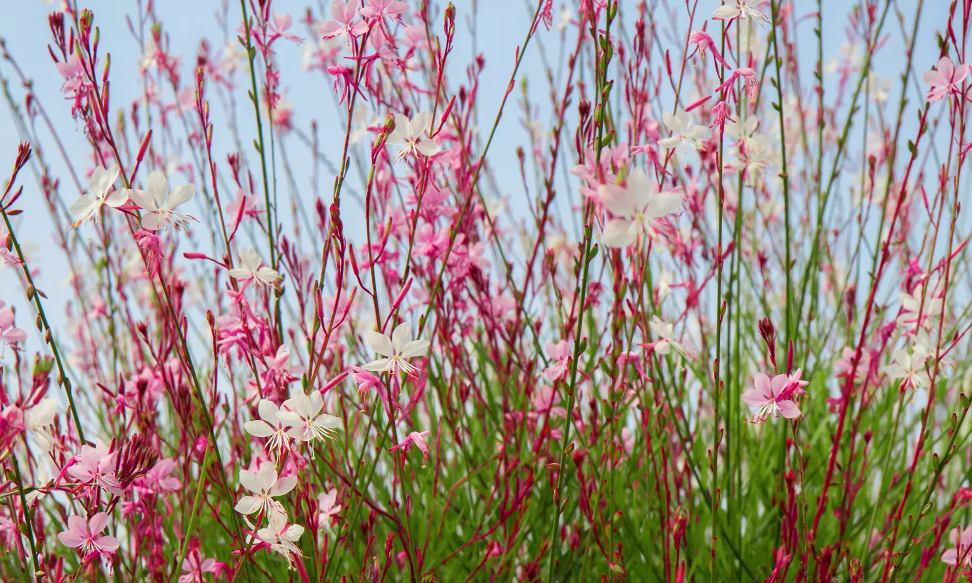 NatureNest 'Luna'-borderpakket