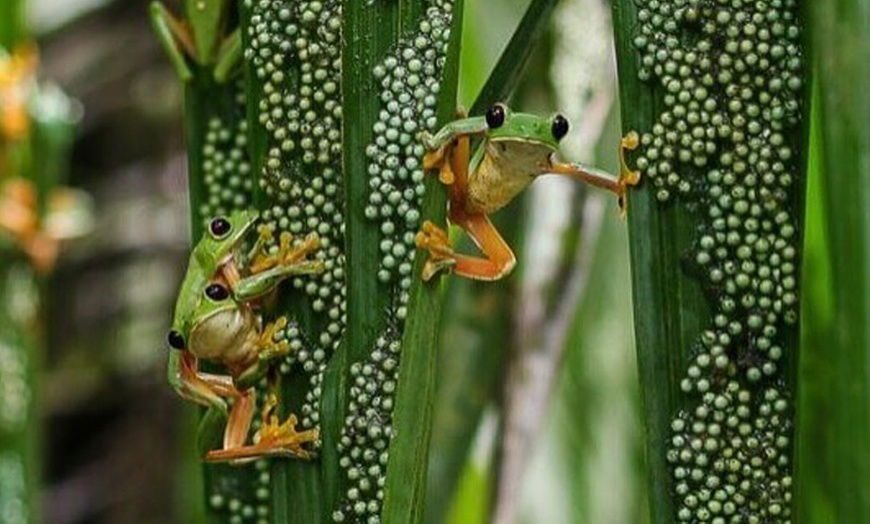 Image 3: Step Into Nature’s Wonderland at Mounts Garden with GA Tickets
