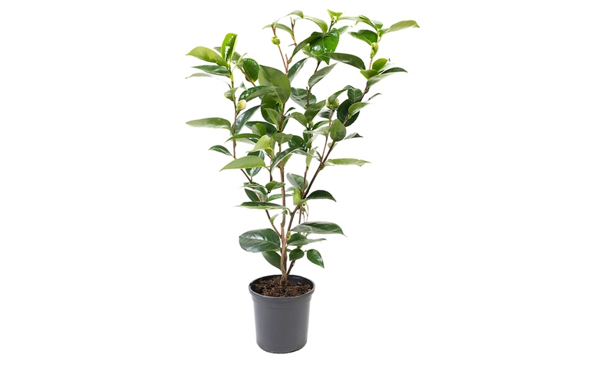 Image 9: 1 ou 2 arbustes de camélia du Japon XL de Gardenzo