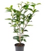 Image 9: 1 ou 2 arbustes de camélia du Japon XL de Gardenzo