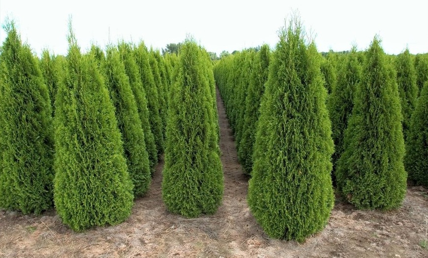 Image 1: Thuja Smaragd Hedging Plant