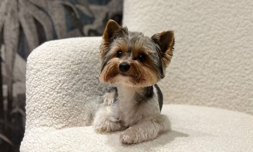 Image 6: 60 Min. Head-Spa Deluxe inkl. Kopfhautcheck, Pflege & Tee für 1 Person