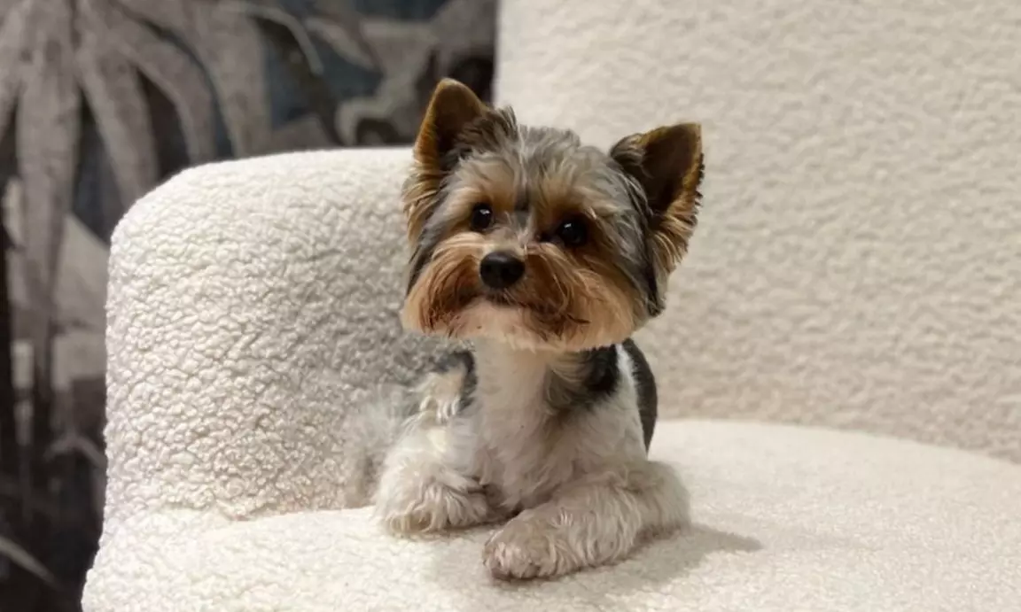 60 Min. Head-Spa Deluxe inkl. Kopfhautcheck, Pflege & Tee für 1 Person