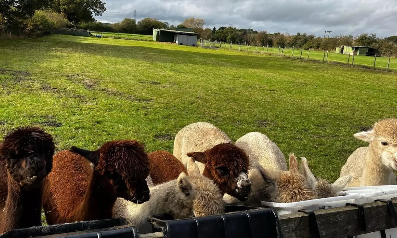 Unleash Your Inner Adventurer with Alpacas Tour — Now Up to 25% Off