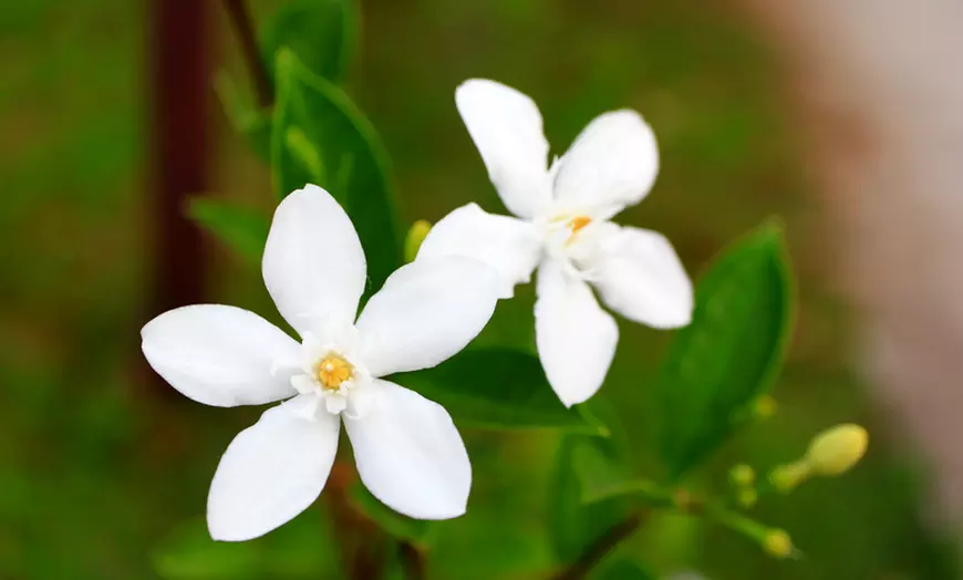 Image 2: Up to Three Officinale Jasmine Plants 9cm
