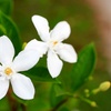 Image 2: Up to Three Officinale Jasmine Plants 9cm