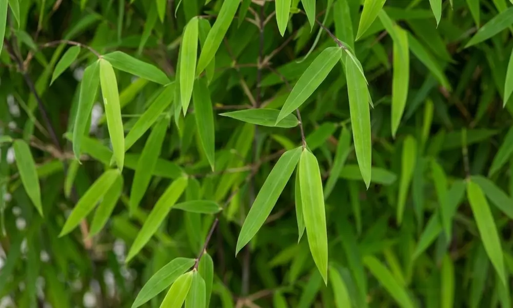 1 o 2 plantas de Fargesia Red Dragon