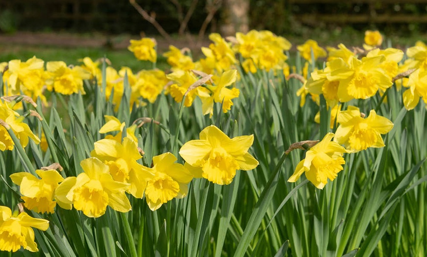 Image 4: King Alfred Daffodil Bulbs – Pack of 20 or 40 for Spring Flowering
