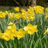 Image 4: King Alfred Daffodil Bulbs – Pack of 20 or 40 for Spring Flowering