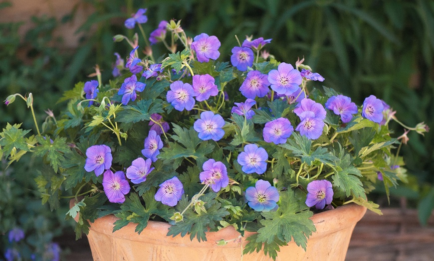 Image 7: Three Geranium 'Rozanne' Potted Plants