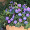 Image 7: Three Geranium 'Rozanne' Potted Plants