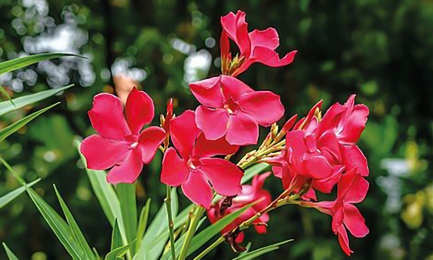Image 7: Nerium Oleander - Pink, Red or White - Potted Plants