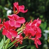 Image 7: Nerium Oleander - Pink, Red or White - Potted Plants