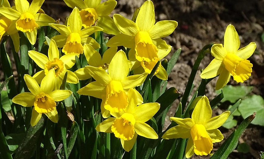 Image 1: Tot 50 Narcissus bloembollen