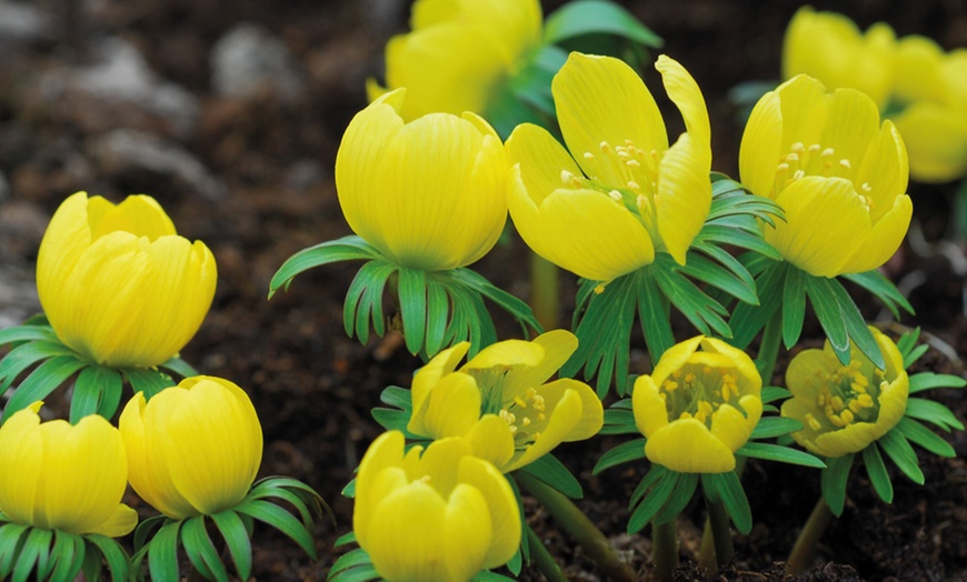 Image 12: Woodland Spring Bulbs In the Green