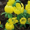 Image 12: Woodland Spring Bulbs In the Green
