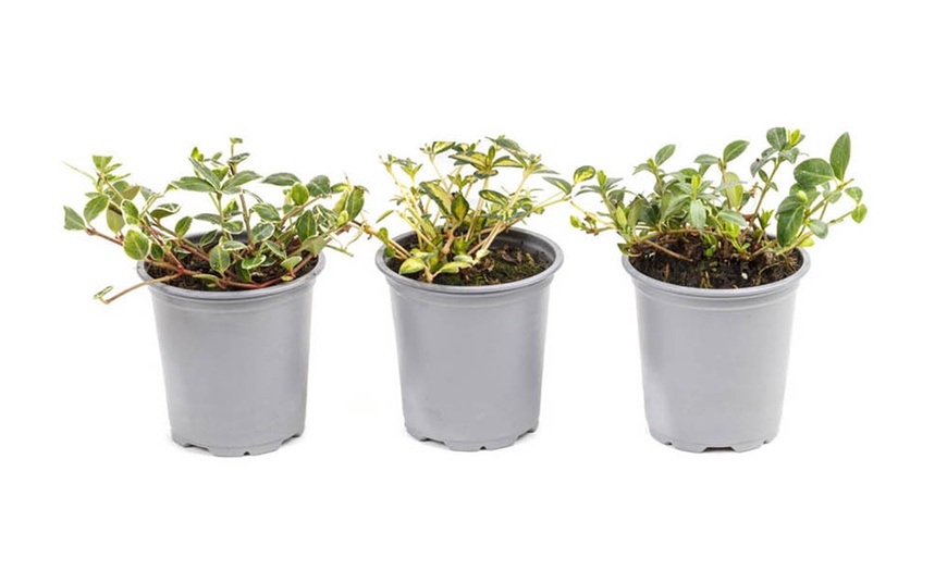 Image 2: Periwinkle Flower Collection