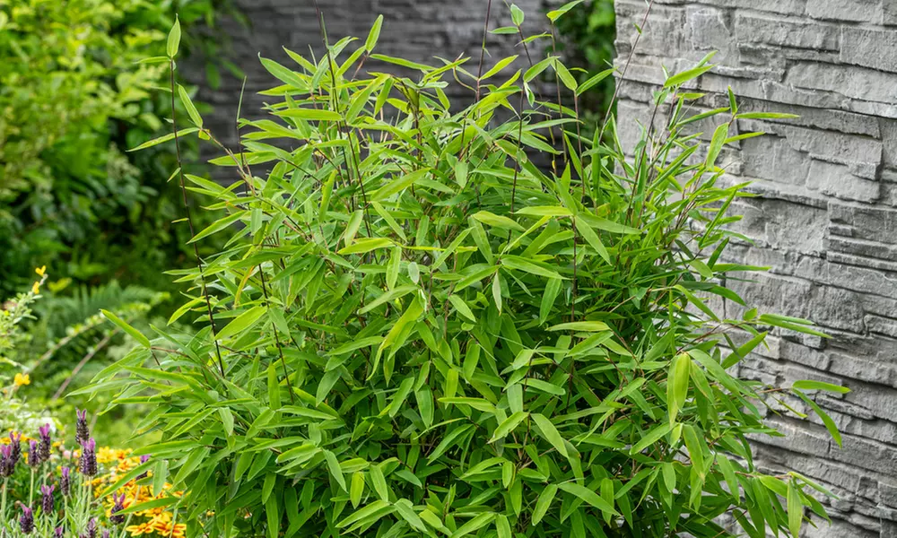 Hasta 6 plantas de bambú Fargesia