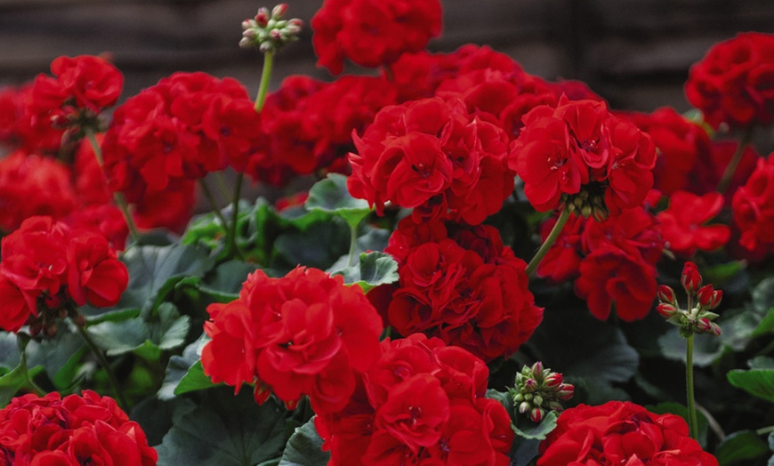 Image 8: Geranium 'Best Red' - 12, 36 or 72 Plants