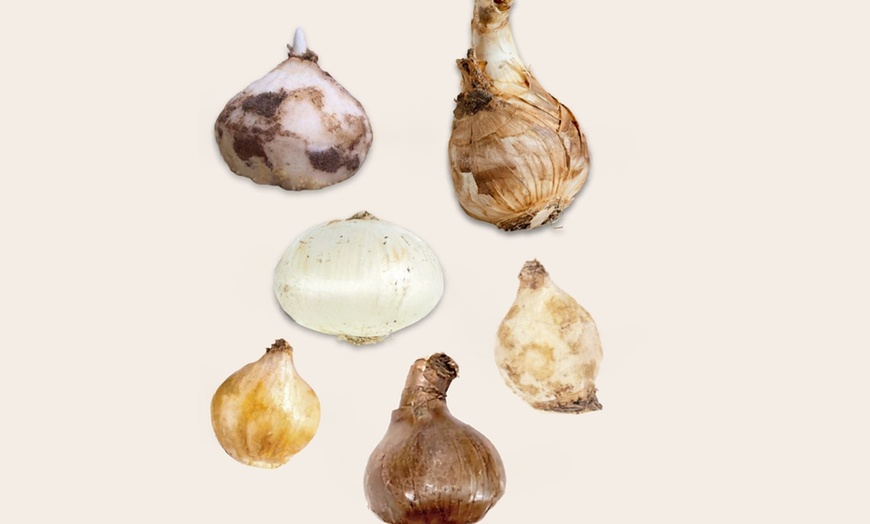 Image 2: Lot de 35 bulbes mélangés