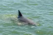 Hilton Head Island Tour w/ Insightful Stories from Captain, Dolphins & Other Wildlife in their Natural Habitat - Second Medium