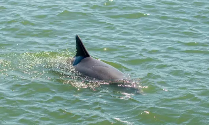90-Minute Hilton Head Island Dolphin Tour for Adult, Child & Infant