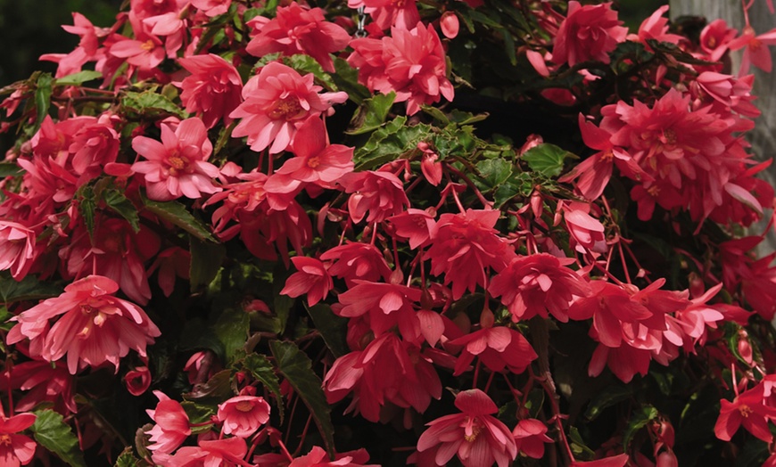 Image 5: Begonia Nonstop Fire or Funky Pink – 12, 24 or 72 Plug Plants