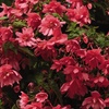 Image 5: Begonia Nonstop Fire or Funky Pink – 12, 24 or 72 Plug Plants