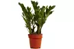 1 o 2 plantas de Zamioculcas (planta ZZ), disponible en 3 alturas (30, 60 o 90 cm) - decorativas y fáciles de cuidar - Second Medium