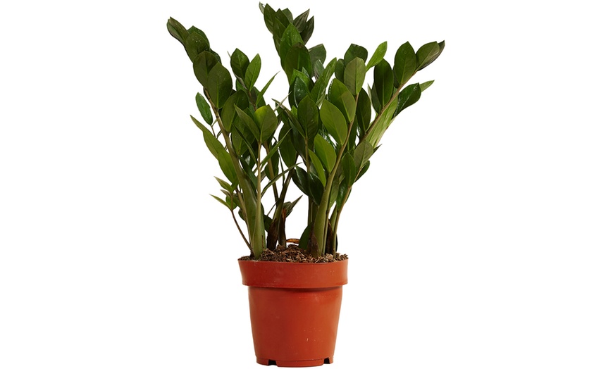 Image 5: 1 o 2 plantas Zamioculcas (planta ZZ) en maceta de tamaño a elegir