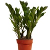 Image 5: 1 o 2 plantas Zamioculcas (planta ZZ) en maceta de tamaño a elegir