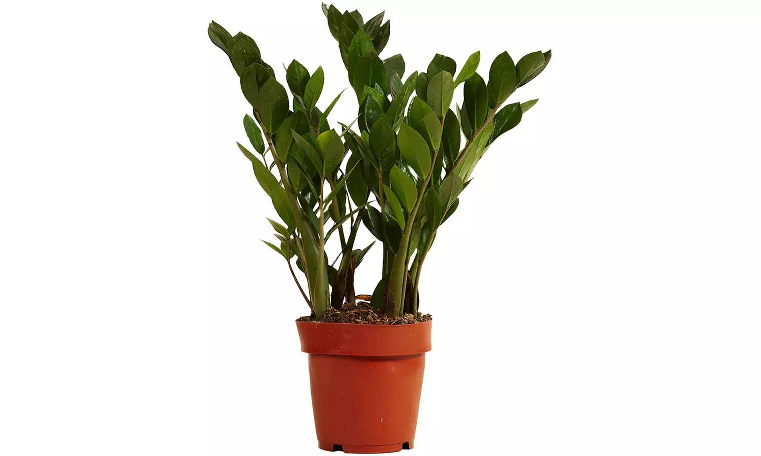 1 o 2 plantas Zamioculcas (planta ZZ) en maceta de tamaño a elegir