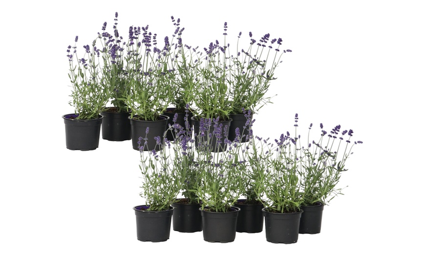 Image 5: 6 ou 12 plants de lavande "Lavandula angustifolia"