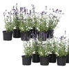 Image 5: 6 ou 12 plants de lavande "Lavandula angustifolia"