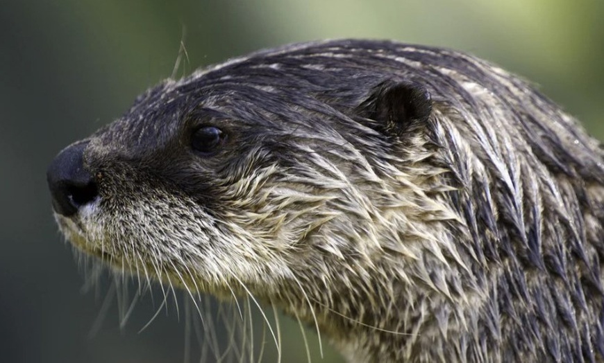 Image 7: Solo or Family Entry: the Enchanting World of Buckfast Butterfly Farm