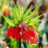 Image 5: Set van 3 Fritillaria Lutea of Rubra