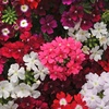 Image 1: Verbena Quartz Mix Garden-Ready Plants